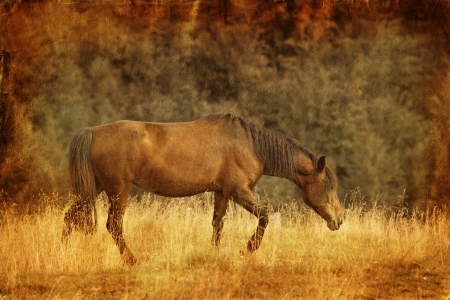 Vintage picture of horse on the mountain hillの写真素材
