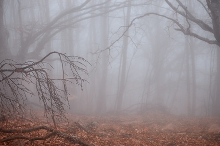 Autumn forest at foggy weatherの写真素材