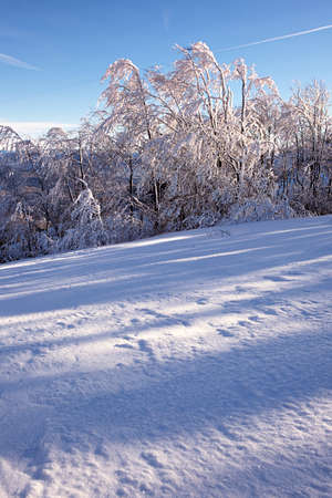 Winter mountain landscape with fir trees on the hill  Carpathian Mountains, Ukraineの写真素材