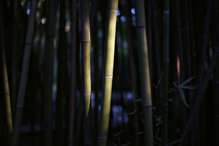 natural bamboo forestの写真素材