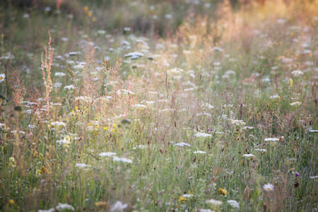 Summer meadowの写真素材