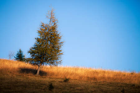 Autumn lonely tree on the mountain hillsの写真素材