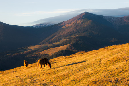 Horses on the sunny mountain hill. Carpathain mountains, Ukraine
