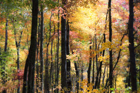Autumn at the forestの写真素材