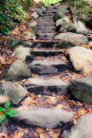 Stone pathway at the forest