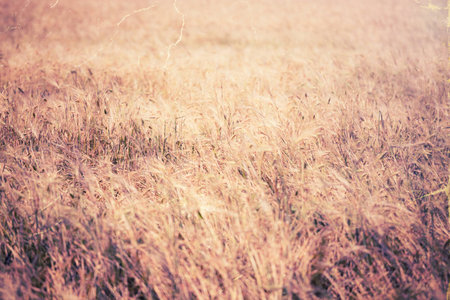 Vintage style image of wheat fieldの写真素材