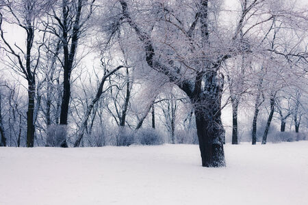 Snowy trees at the parkの写真素材
