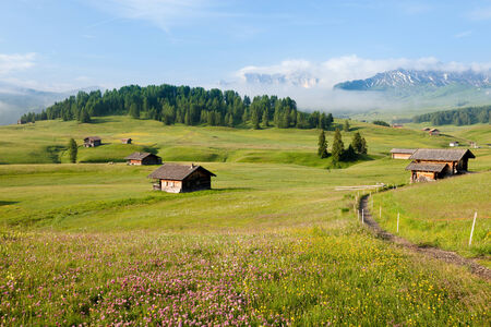 Green summer farmlandの写真素材