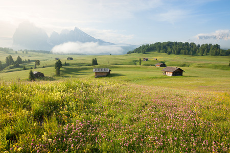 Green summer farmlandの写真素材