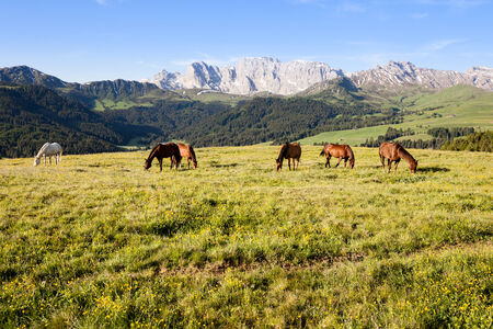 Horses at high mountains meadowの写真素材