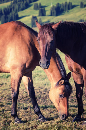 Horses at high mountains meadowの写真素材
