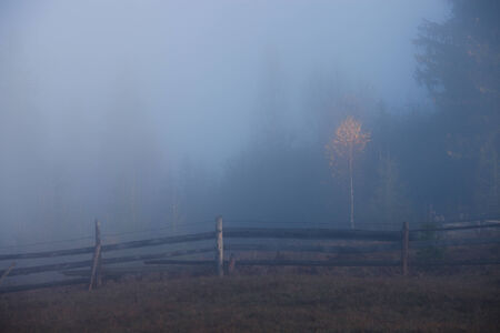 Trees at foggy morningの写真素材