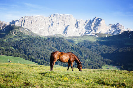 Horse at high mountains meadowの写真素材