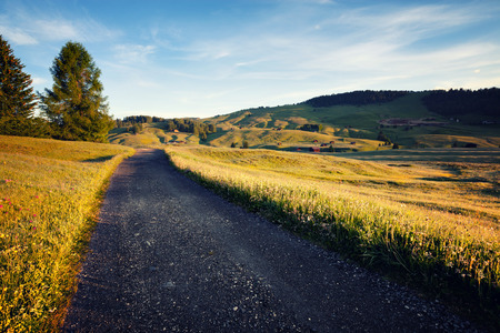 Green summer farmlandの写真素材