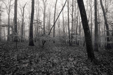 Monochrome image autumn foggy forestの写真素材