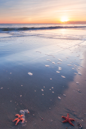 Starfish on the sandy beachの写真素材
