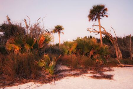 Morning at the beachの写真素材