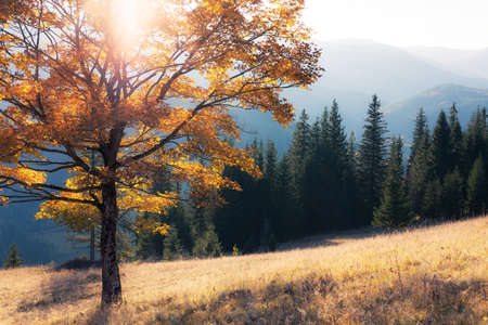 Fall colors treeの写真素材