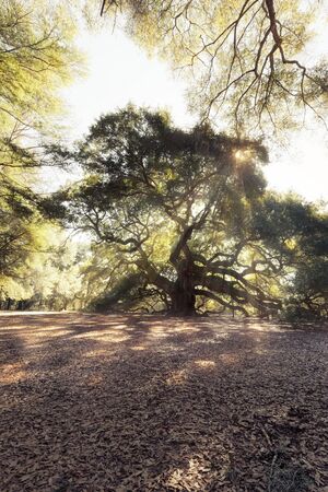 Magic forest. Angel Oak Tree, Charleston, South Carolina, USAの写真素材