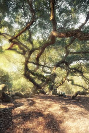 Magic forest. Angel Oak Tree, Charleston, South Carolina, USAの写真素材