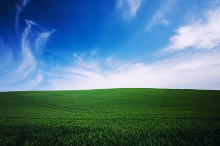 green grass and blue sky backgroundの写真素材