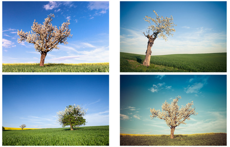 Set of trees on the field. Nature backgroundの写真素材