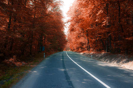 asphalt road through autumn forestの写真素材