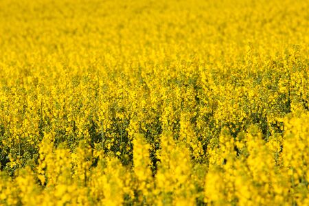 Yellow rapeseed (colza) fieldの写真素材