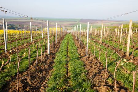 Vineyard