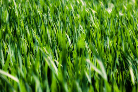Green grass backgroundの写真素材