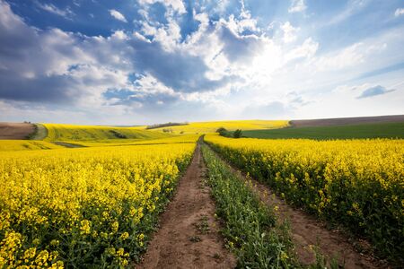 Beautiful yellow field sunny landscapeの写真素材