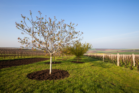Vineyard and fruit gardenの写真素材