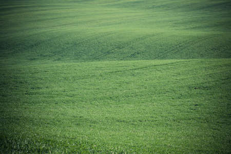 Green grass backgroundの写真素材