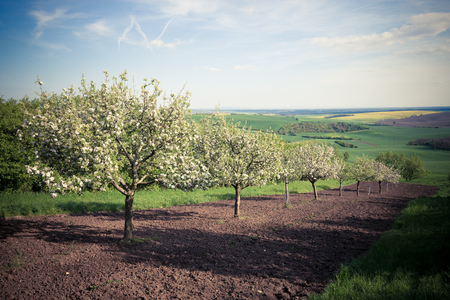 Fruit trees in a spring orchardの写真素材