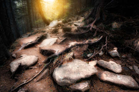 Old mystical forestの写真素材