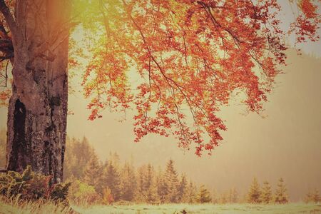 Retro style photo of fall colors tree at sunny day