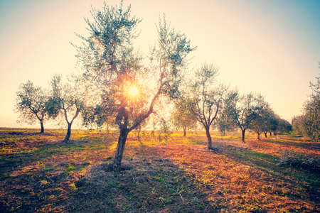 Olive treesの写真素材