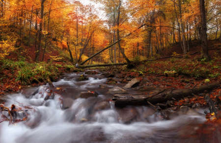 Creek at autumn forestの写真素材
