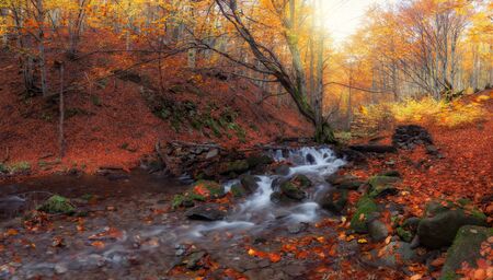 Creek at autumn forestの写真素材
