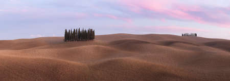 Panorama of cypress grove at the field. Tuscany, Italy, Europe.の写真素材