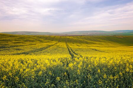 Beautiful yellow field countryside landscape