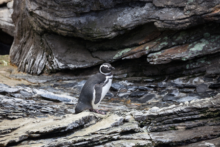 Magellanic Penguin, Spheniscus magellanicus, is a South American penguin, breeding in coastal Argentina, Chile and the Falkland Islandsの写真素材
