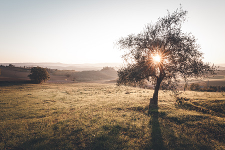 Countryside spring landscape at sunrise. Vintage style photo. Tuscany, Italy, Europe.の写真素材