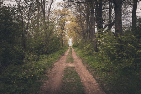 Road through the dark forestの写真素材
