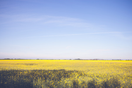 Beautiful yellow field and blue sky landscape