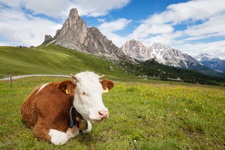 Cow on the alpine mountain hill pastureの写真素材