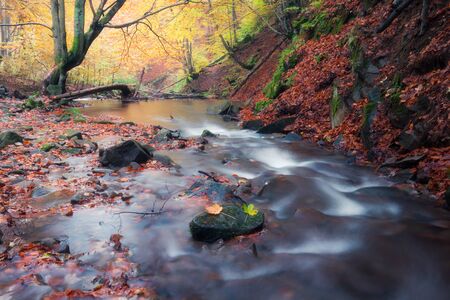 Small creek in autumn colors forestの写真素材