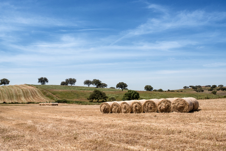 Countryside summer landscape. Farm field and harvest viewの写真素材