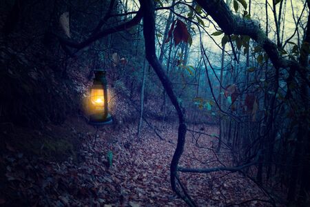 Vintage lantern at dark old forestの写真素材