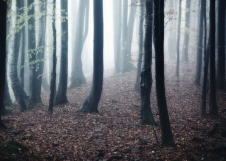 Autumn foggy forest. Dark woodland nature backgroundの写真素材